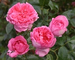 La Rose de Molinard
